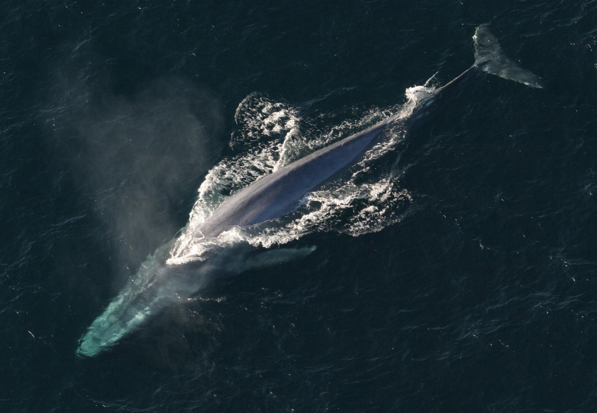 Ballena azul nadando en mar abierto, vista desde el aire